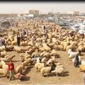 سوق الغنم بمنطقة الفرات مع فرح ناصيف