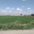 الوضع الحالي للزراعة والمزارعين مع مراسلنا باسم عريز في دير الزور