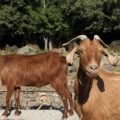 أهمية الماعز الشامي مع خبيرة التنمية الزراعية منار التركي