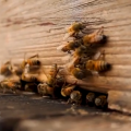 تربية النحل في الرقة