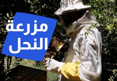 مزرعة النحل 🐝