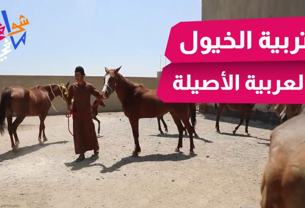 تربية الخيول العربية الأصيلة