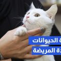 معالجة الحيوانات الشاردة المريضة