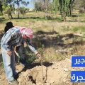حملة تشجير 50 ألف شجرة