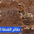 طائر القطا النادر