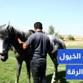 تدريب الخيول في الرقة🐎