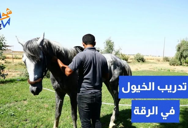 تدريب الخيول في الرقة🐎